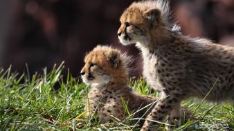 Animals cheetahs savage wallpaper