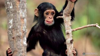 Animals chimpanzee funny wallpaper