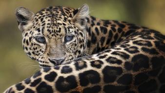 Animals leopards amur leopard wallpaper