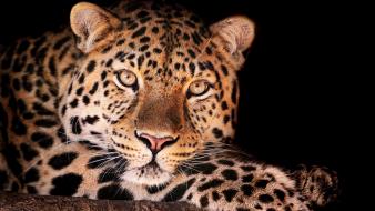 Animals leopards black background wallpaper