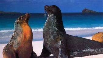 Animals sea lions wallpaper