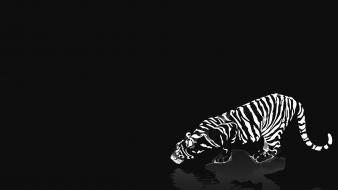 Cats animals tigers white tiger reflections black background wallpaper