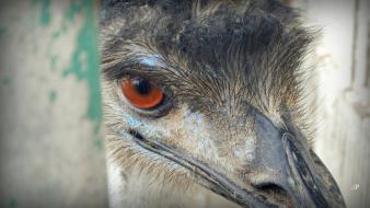 Close-up eyes birds animals red emu india wallpaper