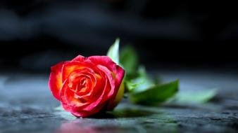 Flowers depth of field roses blurred background wallpaper