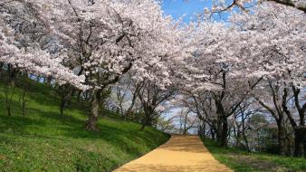 Japan nature cherry blossoms