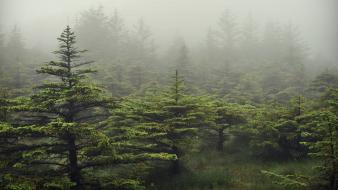 Landscapes trees forest fog scotland evergreen wallpaper