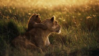 Light sunset nature love family grass lions hugging wallpaper