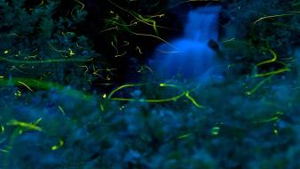 National geographic fireflies light trails blurred background wallpaper