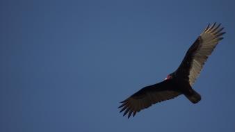 Nature birds skyscapes vulture wallpaper