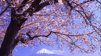 Nature cherry blossoms