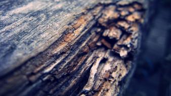 Nature trees wood bark macro wallpaper