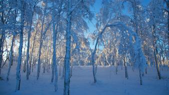 Nature winter snow trees forest sweden wallpaper