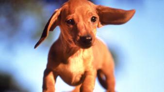 Puppies ears wallpaper