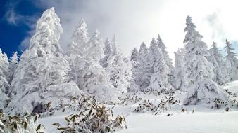 Winter snow forest wallpaper