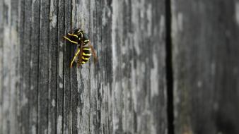 Wood wasp wallpaper