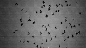Birds cover wallpaper