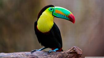 Nature birds toucans wallpaper