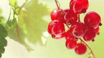 Nature fruits cherries wallpaper