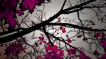 Nature trees pink leaves color pop wallpaper