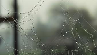 Water drops macro dew spider webs wallpaper