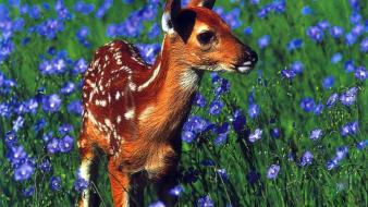 Animals deer fawn blue flowers baby wallpaper