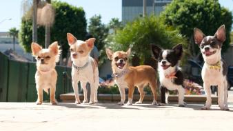 Animals dogs chihuahua wallpaper