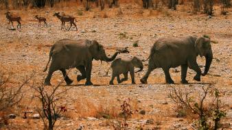 Animals elephants baby wallpaper