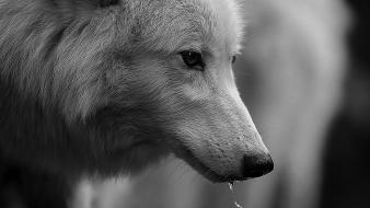 Animals monochrome direwolf wolves