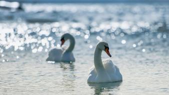 Animals swans bokeh lakes birds wallpaper