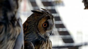 Birds yellow eyes owls depth of field wallpaper