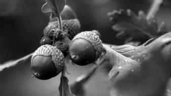 Black and white nature acorns wallpaper