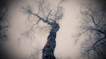 Branches below gloomy wallpaper