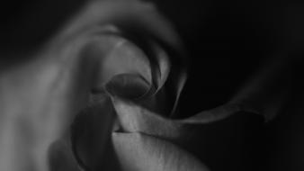 Close-up grayscale roses wallpaper