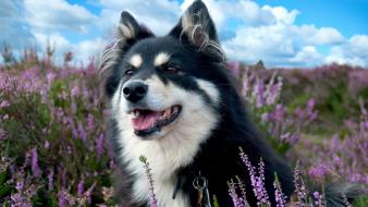 Clouds nature flowers animals grass dogs skies wallpaper