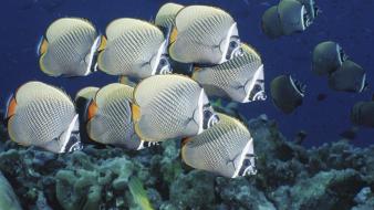 Fish angelfish wallpaper