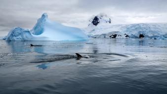 Icebergs killer whales snow landscapes antarctica seascapes wallpaper