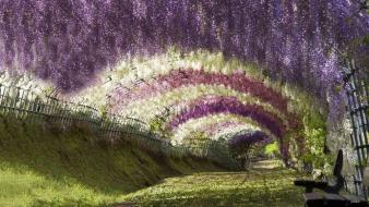 Japan flowers wisteria wallpaper
