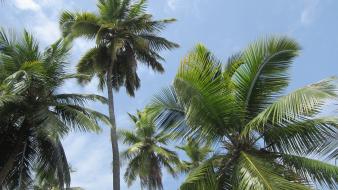 Landscapes palm trees haiti wallpaper
