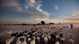 National geographic africa goats herds timbuktu (mali) wallpaper
