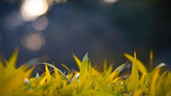 Nature grass bokeh wallpaper