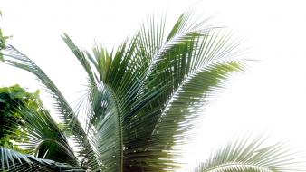 Nature sand palm trees mike dowson wallpaper