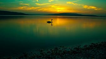 Nature swans calm wallpaper