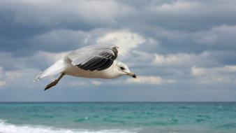 Seagulls birds sea wallpaper