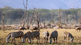 Trees animals zebras eating wallpaper