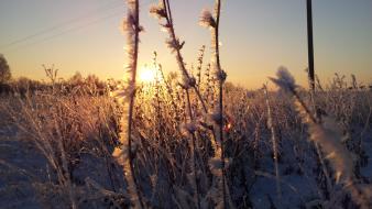 Winter snow frost natural wallpaper