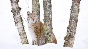 Winter trees animals lynx wallpaper