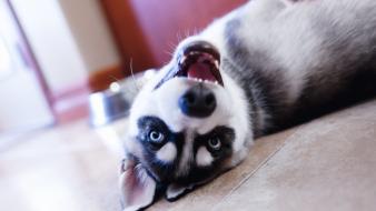 Animals dogs upside down wallpaper