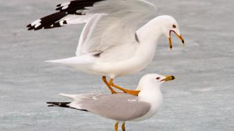 Birds animals seagulls wallpaper