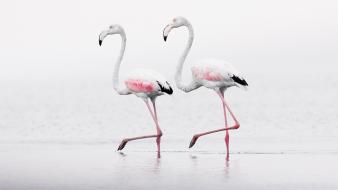 Birds flamingos wallpaper