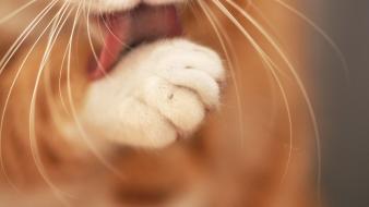 Cats animals licking depth of field paws whiskers wallpaper